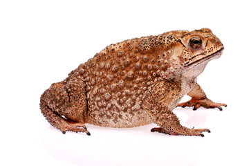 Toad  sit on white