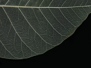 leaf macro