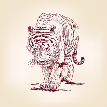 Tiger hand drawn