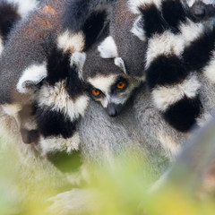 Ring-tailed lemur (Lemur catta)