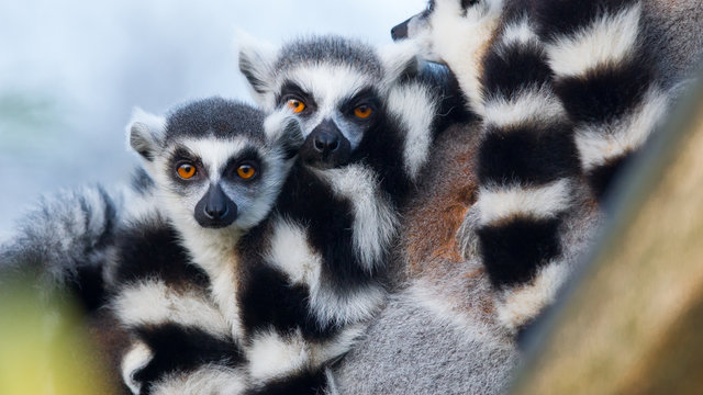 Ring-tailed lemur (Lemur catta)