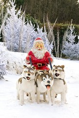 Santa Claus in sled, dogs huskies