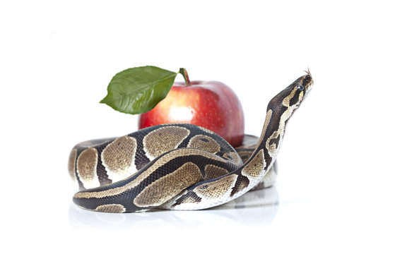 Royal Python with red apple