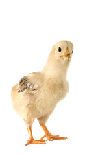 chicken isolated on white background