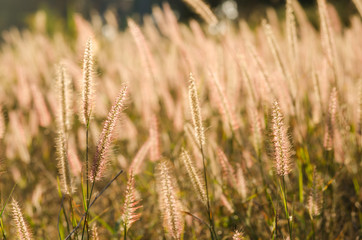 Foxtail weed in the nature