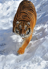 Tiger in winter