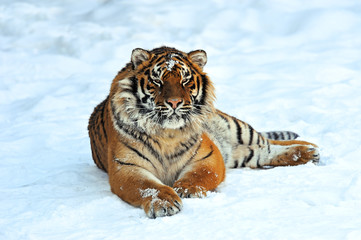 Tiger in winter