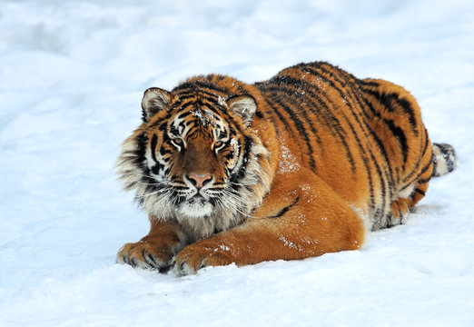 Tiger in winter