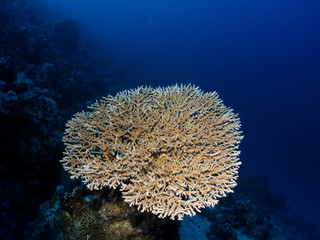 Naklejka na ściany i meble Acropora Table Coral