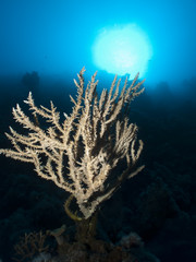 Fototapeta na wymiar Acropora Table Coral