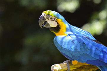 ルリコンゴウインコ