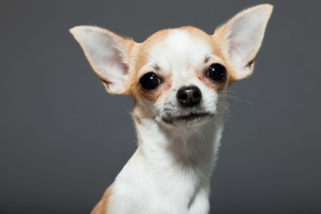 Obraz premium Chihuahua dog on grey background. Closeup portrait.
