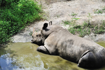 Fototapeta premium サイ