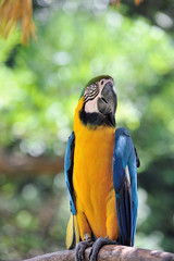 ルリコンゴウインコ