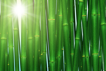 Bamboo forest