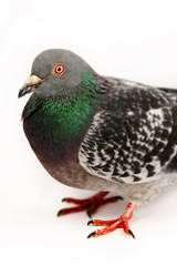 Pigeon - Close up - White background