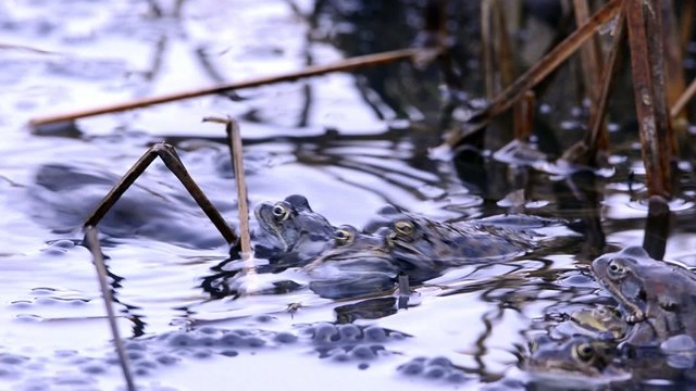 Grasfrosch, Rana temporaria