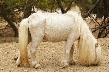 poni blanco de pelo largo