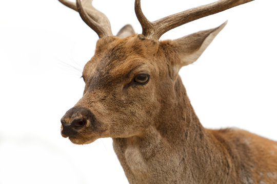 retrato de un joven gamo