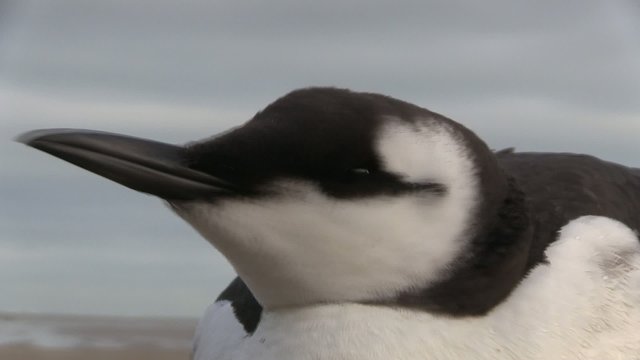 guillemot sur la plage