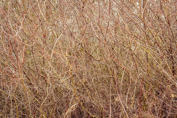 autumn or spring branches without leaves