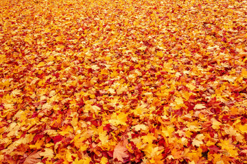 Fall orange and red autumn leaves on ground