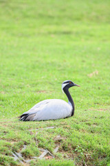 Demoiselle Crane Bird sitting alone on the grass
