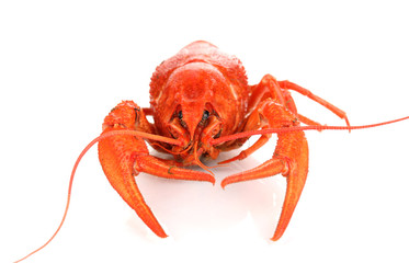 Tasty boiled crayfish isolated on white