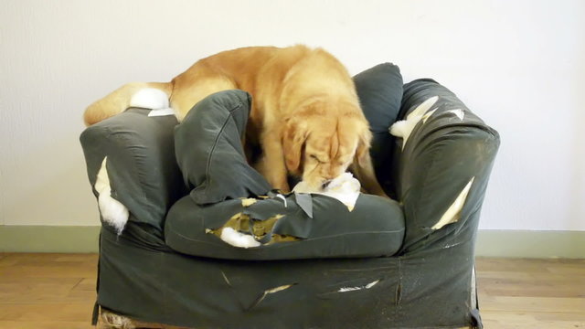 Dog demolishes chair