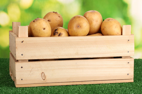 Ripe potatoes in wooden box on grass on natural background