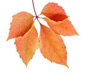 bright autumn leaf, isolated on white