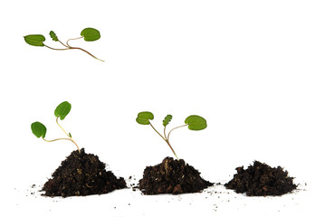 Saplings on white background
