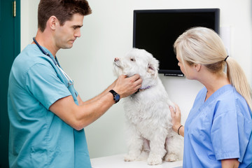 Veterinarian Doctors Examining A Dog
