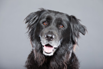 Old flatcoated retriever dog on grey background. Studio shot.