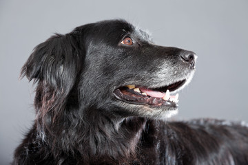Old flatcoated retriever dog on grey background. Studio shot.
