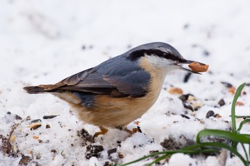 Nuthatch with a peanut on snow feeding ground