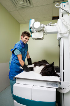 X-ray of Dog at Vet Clinic