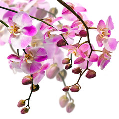 Bouquet of orchids (light pink) isolated