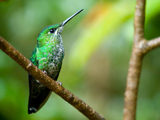 The Green-crowned Brilliant (Heliodoxa jacula) hummingbird in Co