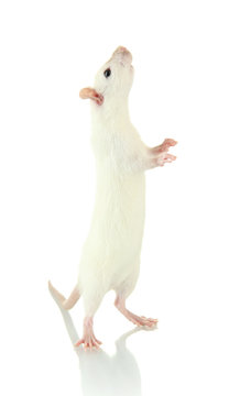 Mouse Standing Images – Browse 19,724 Stock Photos, Vectors, and Video |  Adobe Stock