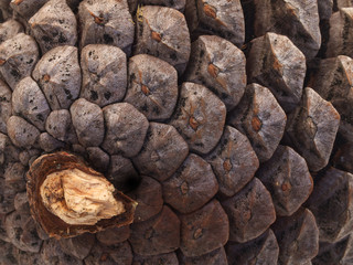 Pinecone