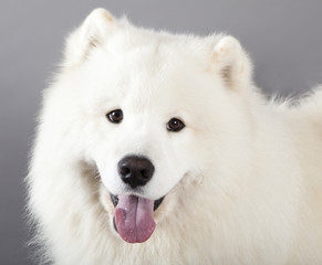 samoyed dog