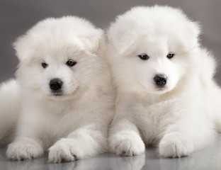 funny puppies of Samoyed dog (or Bjelkier)