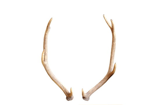 young red deer antlers