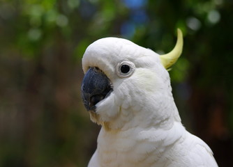 Fototapeta premium cockatoo