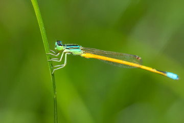 Dragonfly