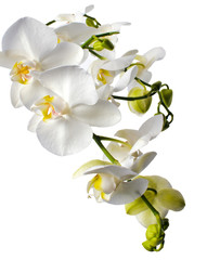 Naklejka na ściany i meble Biała orchidea na białym tle / Phalaenopsis