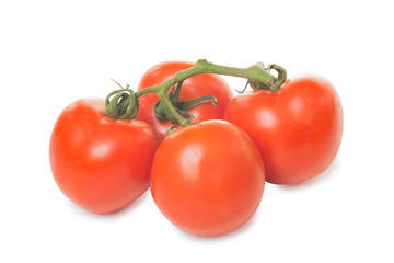 Tomatoes in a branch