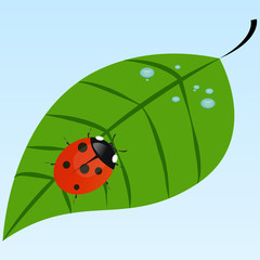 Ladybug on a leaf