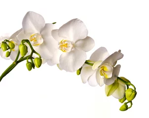 Gordijnen Witte orchidee geïsoleerd op witte achtergrond / Phalaenopsis © doris oberfrank-list